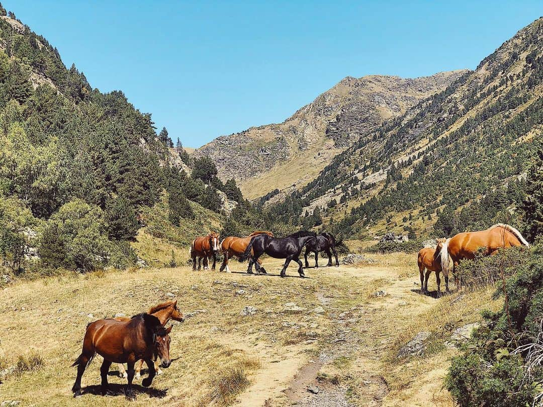 ライア・グラッシのインスタグラム：「Caballos salvajes 🐴⛰ . . #andorra #horses #wild #freedom #amazing #beutiful #nature #wildlife」