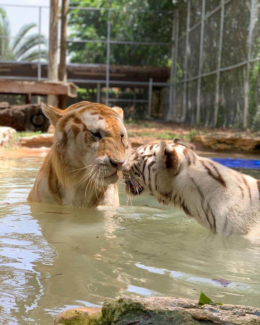 Zoological Wildlife Foundationさんのインスタグラム写真 - (Zoological Wildlife FoundationInstagram)「Did you guys know Tigers come in 4 different Color Variations?!? Here we have a Golden Tabby Tiger on the Left and a Royal White Tiger on the Right! Can you guess the other 2 Color Variations? #Tiger #Love #pantheraonca」9月5日 23時49分 - zwfmiami