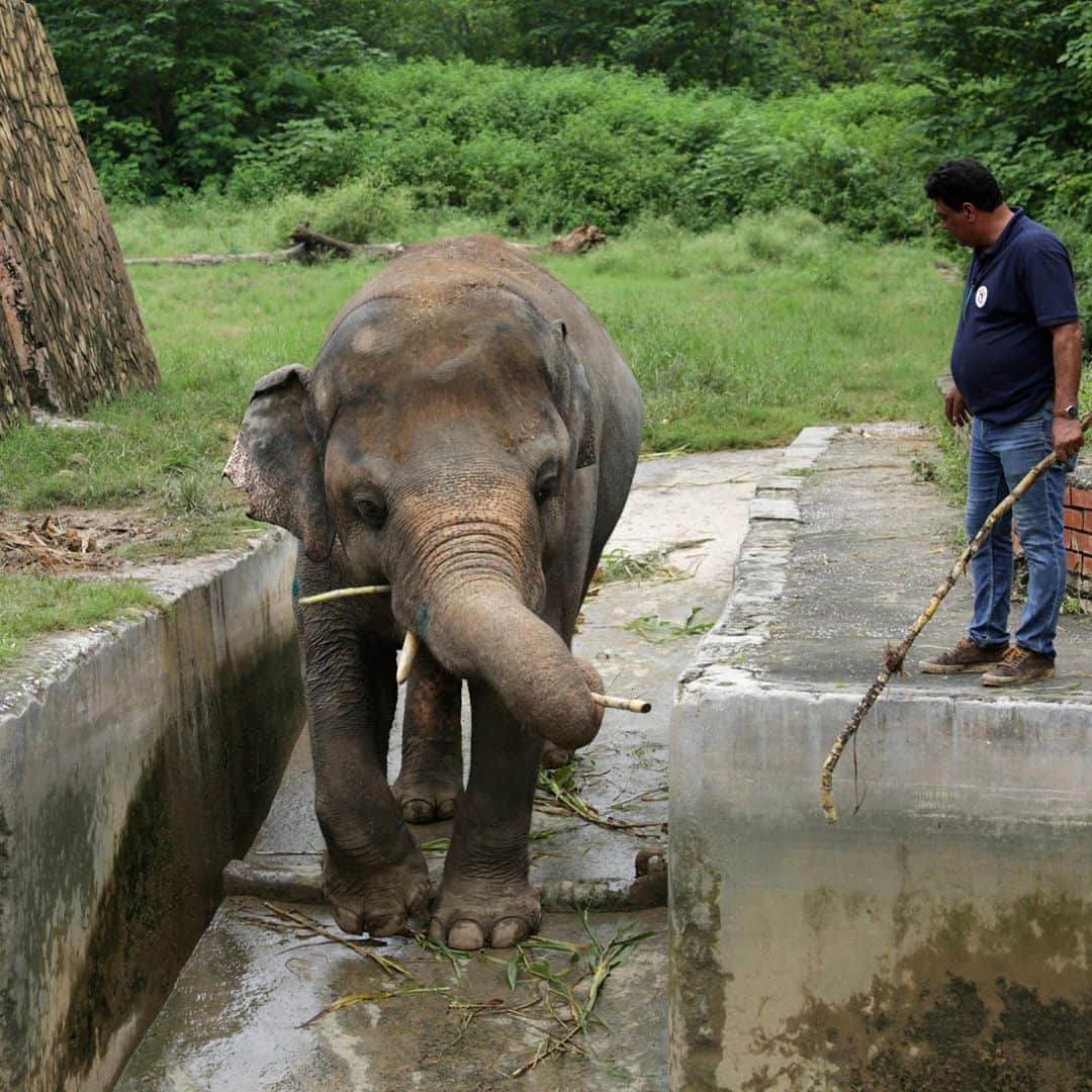 NBC Newsさんのインスタグラム写真 - (NBC NewsInstagram)「An elephant named Kaavan, who was dubbed the “world’s loneliest elephant” by his supporters, will be allowed to leave his Pakistani zoo and will be transferred to better conditions, the animal welfare group helping with the case says. Tap the link in our bio to read more.  📷 Saiyna Bashir / @reuters」9月5日 23時51分 - nbcnews