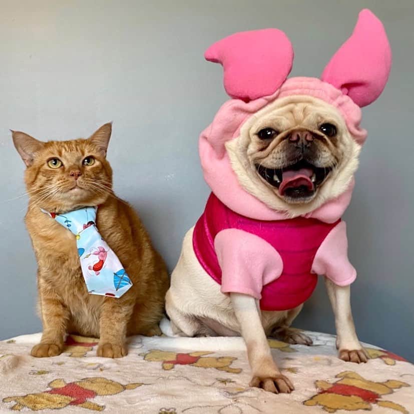 Priscilla and Poppletonさんのインスタグラム写真 - (Priscilla and PoppletonInstagram)「Happy Caturday from Piglet Pigtail and Piglet the Cat! You didn’t think she was going to let everyone in the family rescue a cat but her, did you? With mom’s help, she now has the biggest cat in the family rescued from our local shelter @jaxhumane. It’s hard to tell in this pic, but they weigh the same thing. This sweet boy has had quite the year but is safe now. You can read all about his adoption story on our rescue page @prissyandpops_helpinghooves. Welcome to the family Piglet!🐷💕🐱#Pigletthecat #jaxhumame #rescuecat #prissyandpopshelpinghooves #Pigtailthepug #PrissyandPop」9月6日 0時03分 - prissy_pig