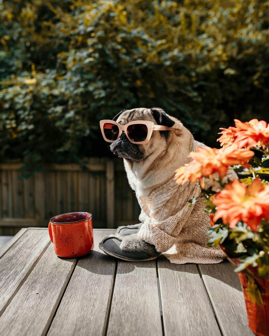 itsdougthepugさんのインスタグラム写真 - (itsdougthepugInstagram)「“When the air is finally crisp and u get to wear ur cardigan” -Doug」9月6日 0時07分 - itsdougthepug