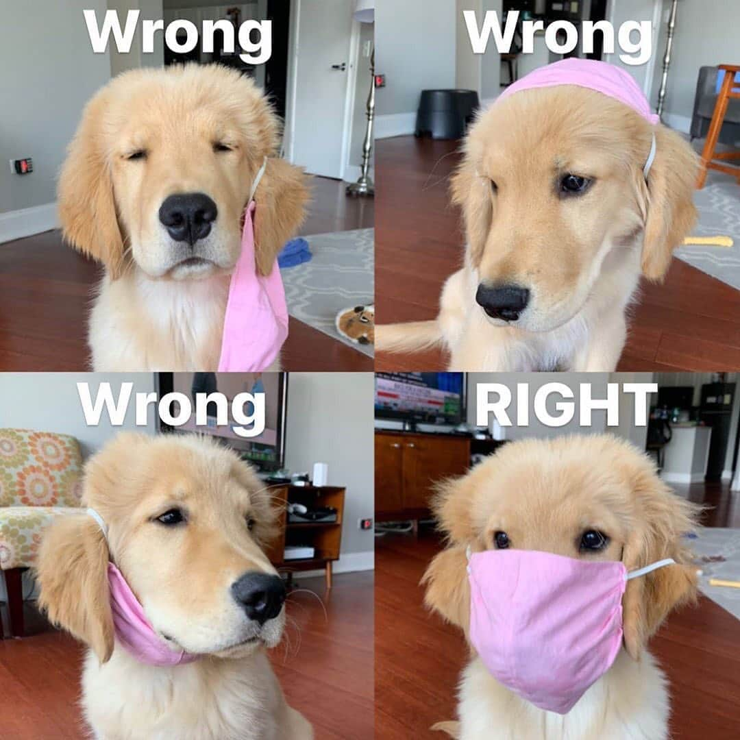 Cosmopolitanさんのインスタグラム写真 - (CosmopolitanInstagram)「If this sweet furbaby can do it, you can too 😉  #wearadamnmask #rg @thegolden.archie」9月6日 0時08分 - cosmopolitan