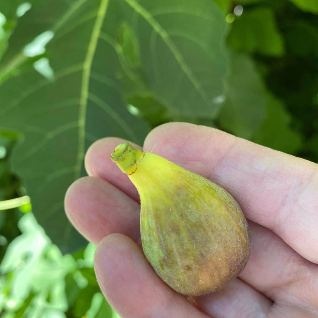 アイナ・ガーテンさんのインスタグラム写真 - (アイナ・ガーテンInstagram)「OMG my first ripe fig!  I’ve waited years for this.」9月6日 0時13分 - inagarten