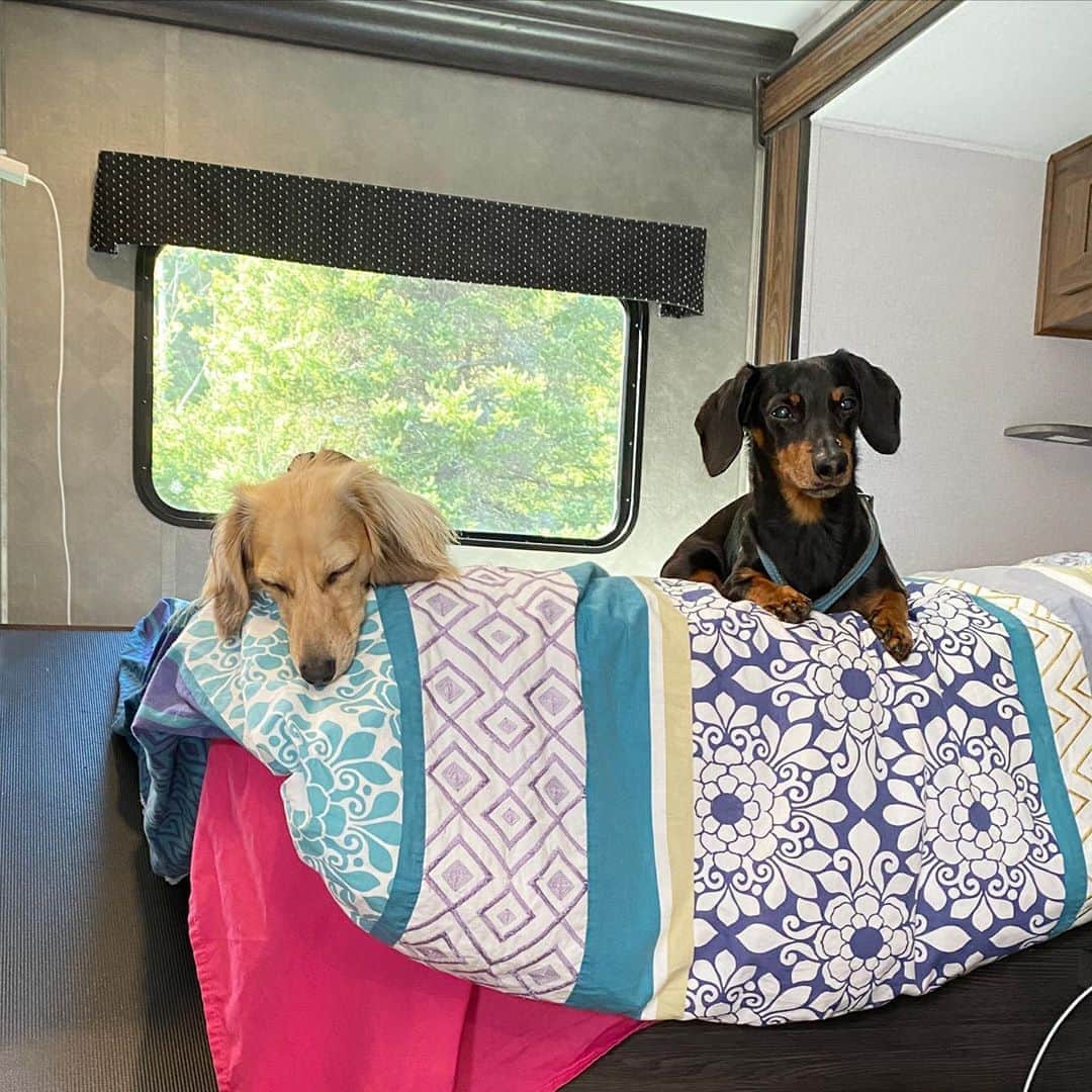 Crusoe the Celebrity Dachshundのインスタグラム：「“Daphne always falls asleep while waiting for dinner! But me - NEVER.” ~ Crusoe」
