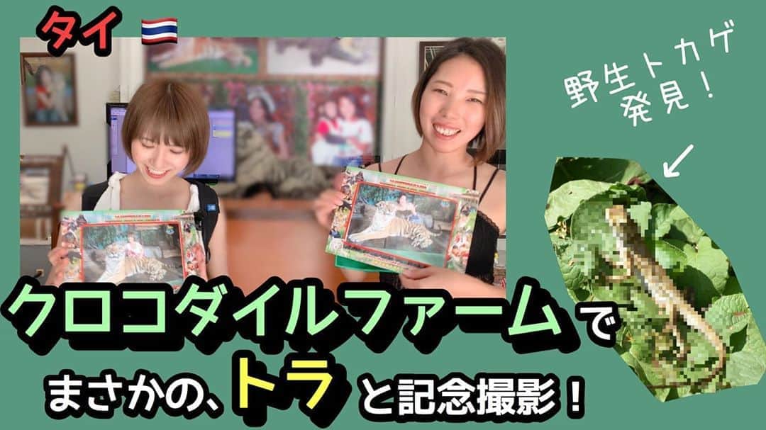 のインスタグラム：「今更ですが、去年のタイ女子旅の映像🇹🇭🐊  YouTube「ゆきのんちゃんねる。」  『クロコダイルファームで、トラと記念撮影！〜爬虫類女子旅〜タイ編 』 https://youtu.be/Jht3ihxihrU  インスタからはプロフィールのURLから飛べます！  #YouTube #ゆきのんちゃんねる　#タイ旅行　#クロコダイルファーム　#爬虫類　#爬虫類女子　#爬虫類好き女子　#トラ」