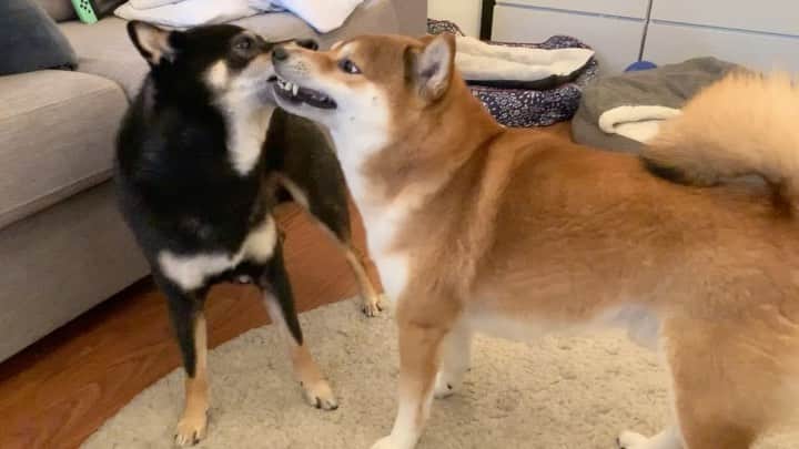?Fricko the Shiba Inu?のインスタグラム：「🎼: I farted 💨 ( have to beat Keaton to cover my shame, hehe😜sounds on!)  🐾 🐾 #FrickoandKeaton #🐶 #☀️ #shiba #shibainu #dog #柴犬 #赤柴 #黒柴  #adorable #shibalove #shibaholics  #dogoftheday  #weeklyfluff #aww #dogstagram  #dogscorner #puppiesofinstagram #shibapuppy #shibastagram」