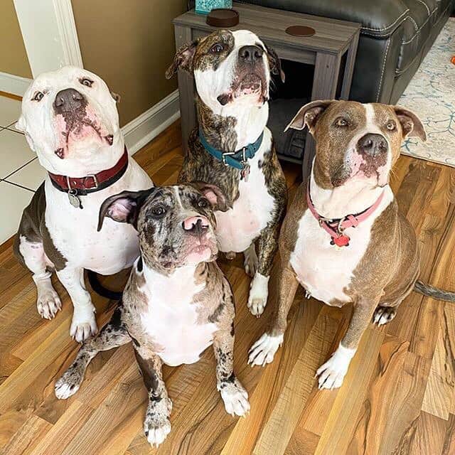Pit Bull - Fansさんのインスタグラム写真 - (Pit Bull - FansInstagram)「Our big Pittie and Bully family! Three adopted adults and one super cute puppy! 🐾🐾 Follow our family 👉🏻 @pitbullygang  #pitbull #pitbullsofinstagram #pitbulls #pitbulllove #pitbulladvocate #pitbullsofig #pitbullpuppy #pitbulllife #pitbullmom #pitbullsofficial #pitbullmix #pitbullinstagram #pitbulllover #pitbullgram #pitbulllovers #pitbullsarelove #pitbullpride #pitbullpuppies #pitbullterrier #pitbullove #pitbullnation #pitbullofinstagram #pitbullsofinsta #pitbullrescue #pitbully #puppiesofinstagram #pitbullsmile #pitbullofficial #bullybreed #pitbullfamily」9月6日 1時29分 - pitbullsfans__
