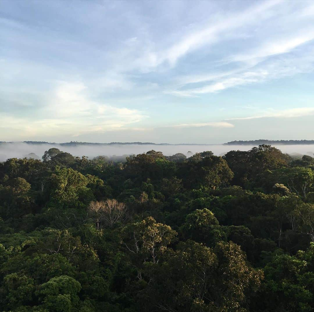 ジゼル・ブンチェンさんのインスタグラム写真 - (ジゼル・ブンチェンInstagram)「Today is Amazon Rainforest Day! Today we celebrate the most biodiverse forest on our planet, a forest that offers everyone a wealth of cultural and natural treasures. The Amazon Rainforest plays a crucial role in balancing the earth’s climate, and therefore all our lives. But when a forest is at risk, and fragmented, it becomes weaker. It’s the same for humanity. Divided, we lose strength, and united, we become stronger. No matter who we are or where we come from, let’s put aside our differences and honor nature, so that all of us can thrive for years to come. Let’s come together to protect and nurture our most important resource, our planet. Our lives literally depend on it! ✨🌳 🌲 ✨ #amazonrainforest Hoje é o Dia da Floresta Amazônica!  Hoje celebramos a floresta de maior biodiversidade do nosso planeta, uma floresta que oferece a todos uma riqueza cultural e tesouros naturais. A Floresta Amazônica desempenha um papel crucial no equilíbrio do clima da Terra e, portanto, em todas as nossas vidas. Mas, quando uma floresta está sendo fragmentada, ela se torna mais fraca e vulnerável. É o mesmo para a humanidade.  Divididos, perdemos forças e, unidos, ficamos mais fortes. Não importa quem somos ou de onde viemos, vamos deixar de lado nossas diferenças e honrar a natureza, para que todos nós possamos prosperar nos próximos anos. Vamos nos unir para proteger e nutrir nosso recurso mais importante, a mãe Terra.  Nossas vidas literalmente dependem disso! #amazonia」9月6日 1時37分 - gisele