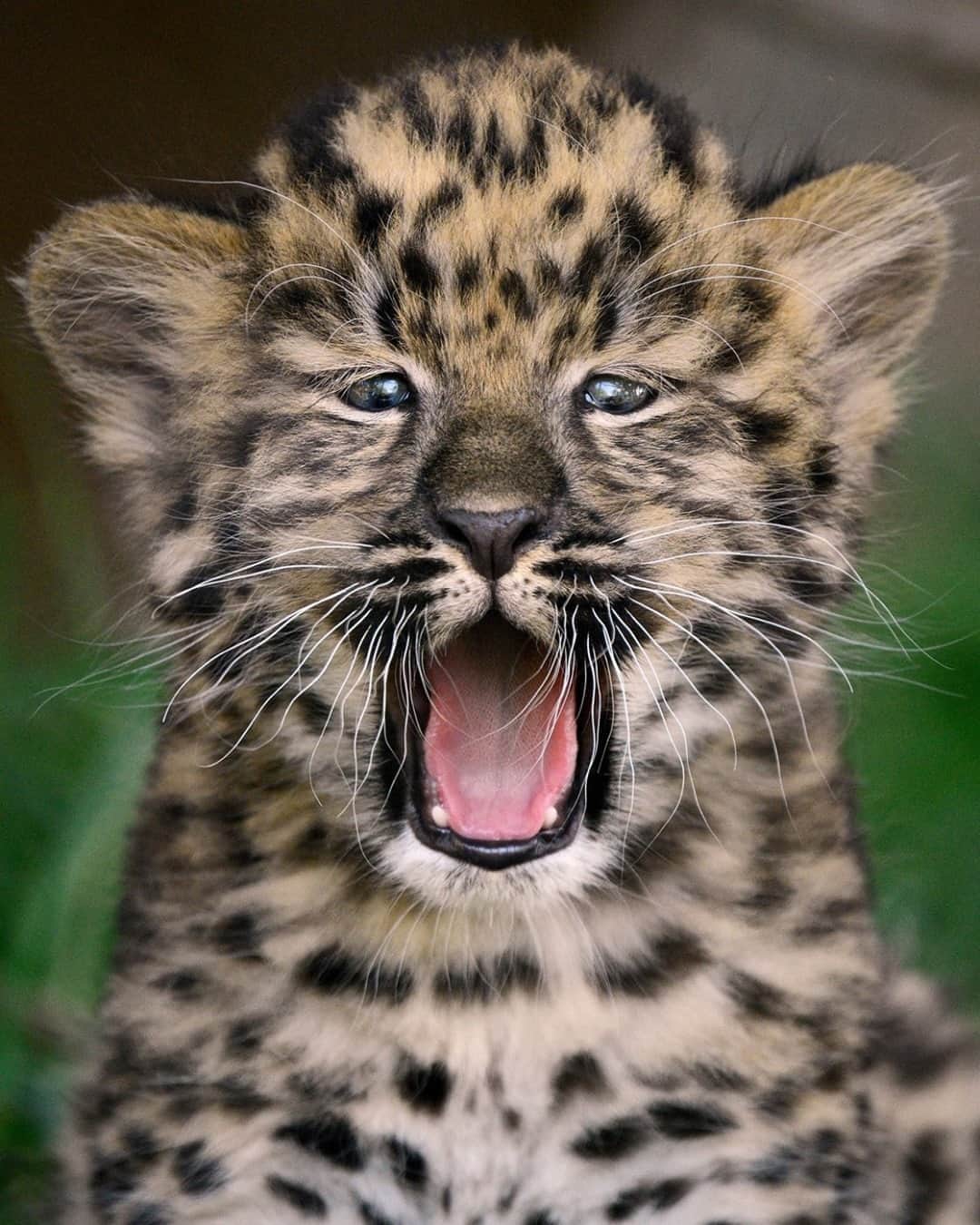 のインスタグラム：「Don't paws too long... yawns are contagious!  #Caturday #Leopards #SanDiegoZoo #PawsomeContent 📷 Mike Wilson」