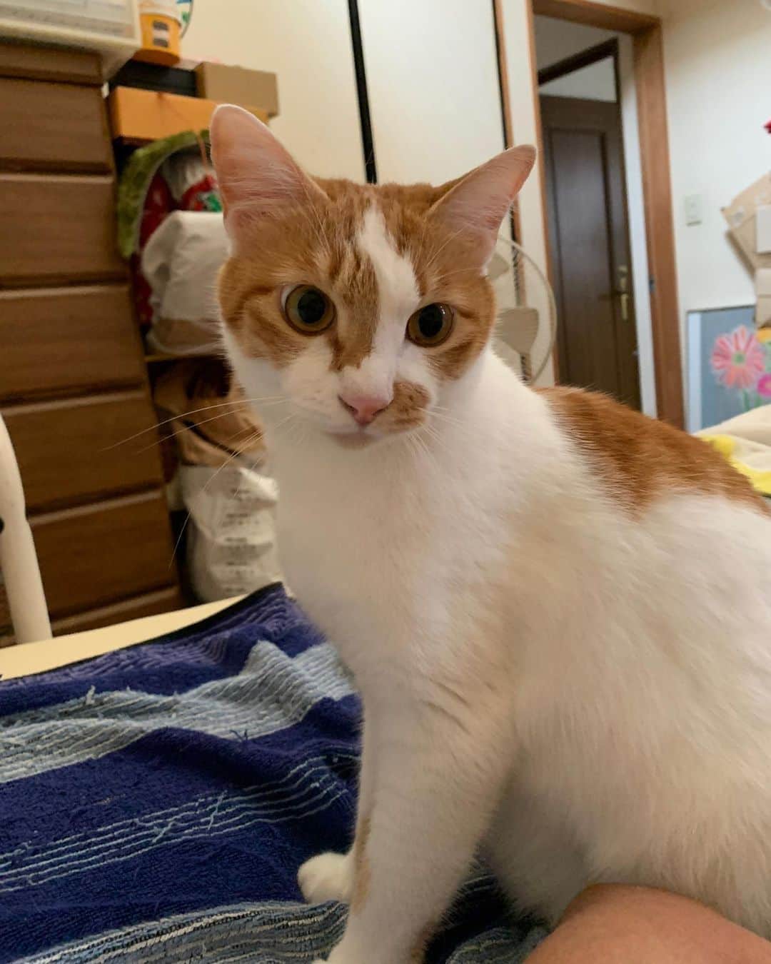 のインスタグラム：「パパしゃん、あさですよ。 おきてください。 #うちの猫ら #oinari #猫 #ねこ #cat #ネコ #catstagram #ネコ部 http://kachimo.exblog.jp」