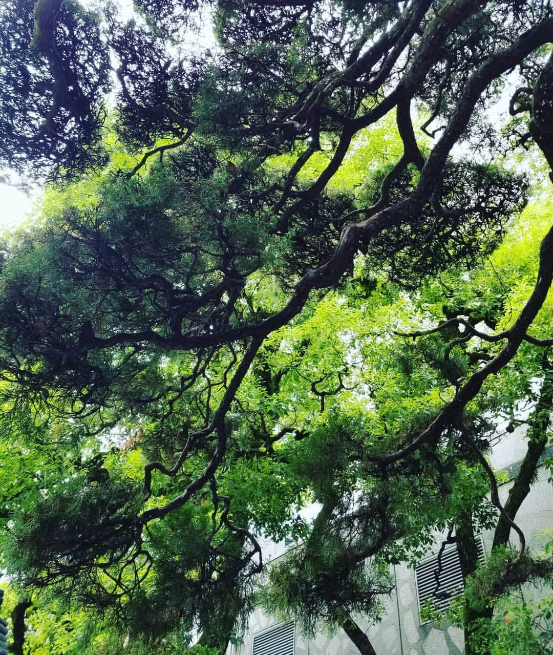谷口キヨコさんのインスタグラム写真 - (谷口キヨコInstagram)「やっぱり緑が好き♥️」9月6日 11時39分 - kiyokotaniguchi