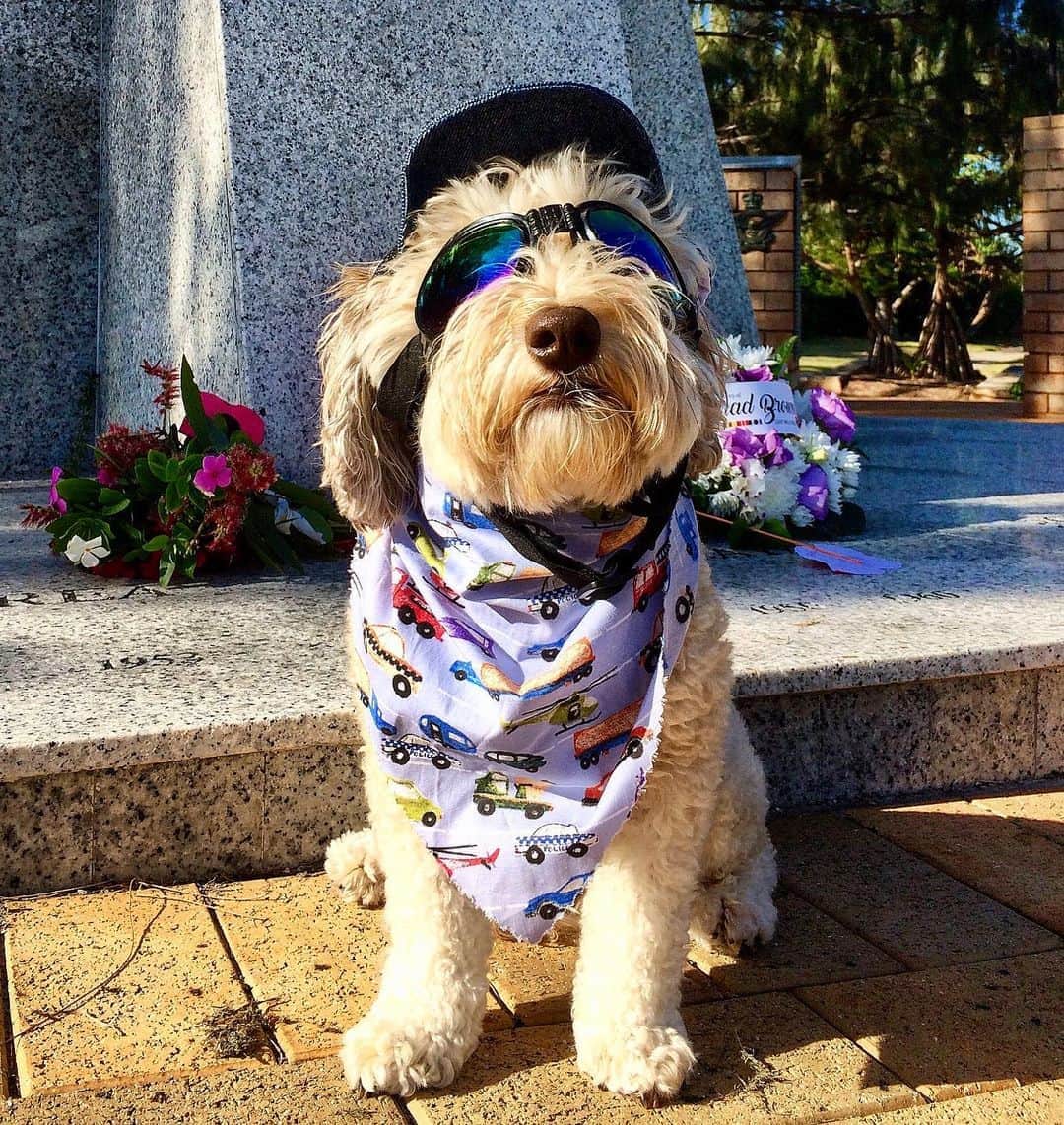 シャーニ・ヴィンソンのインスタグラム：「Moves like Jagger 🐕  #Jaggersswagger #sundaybest @jaggerpoo」