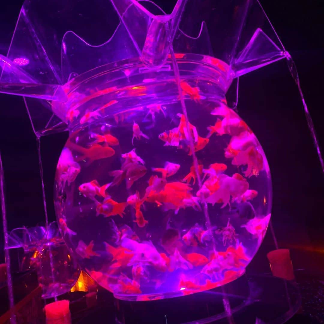 竹本茉莉さんのインスタグラム写真 - (竹本茉莉Instagram)「. 金魚の世界を のぞいてきました💃 . . . . .  #アートアクアリウム #金魚」9月6日 11時49分 - matsuri_morikawa