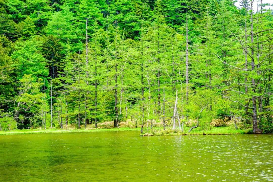 THE GATEさんのインスタグラム写真 - (THE GATEInstagram)「【 Myojin pond// #Nagano 】 Here, you will find a hub area with lodges, shops, and the popular Hotaka Shrine, which annually hosts the Omizugaeshi ceremony.  l The pond itself is a bit off the main trail, so you’ll need to take a short detour to see it all.  l The crystal clear waters of Myojin Pond have great significance to the Shinto religion which holds nature as a central object of worship.  l When the snow atop the Hotakadake peaks melts, it supplies water to the Azusa River, which in turn irrigates the rice fields of the Matsumoto Basin and links two branches of the Hotaka Shrines. . ————————————————————————————— ◉Adress 4468 Azumikamikochi, Matsumoto, Nagano ————————————————————————————— Follow @thegate.japan for daily dose of inspiration from Japan and for your future travel.  Tag your own photos from your past memories in Japan with #thegatejp to give us permission to repost !  Check more information about Japan. →@thegate.japan . #japanlovers #Japan_photogroup #viewing #Visitjapanphilipines #Visitjapantw #Visitjapanus #Visitjapanfr #Sightseeingjapan #Triptojapan  #粉我 #Instatravelers #Instatravelphotography #Instatravellife #Instagramjapanphoto #Kamikochi #Summerresort #避暑勝地 #피서지 #lugardeveraneo #hiking #하이킹 #excursionismo #mengembara #myojinpond」9月6日 12時00分 - thegate_travel