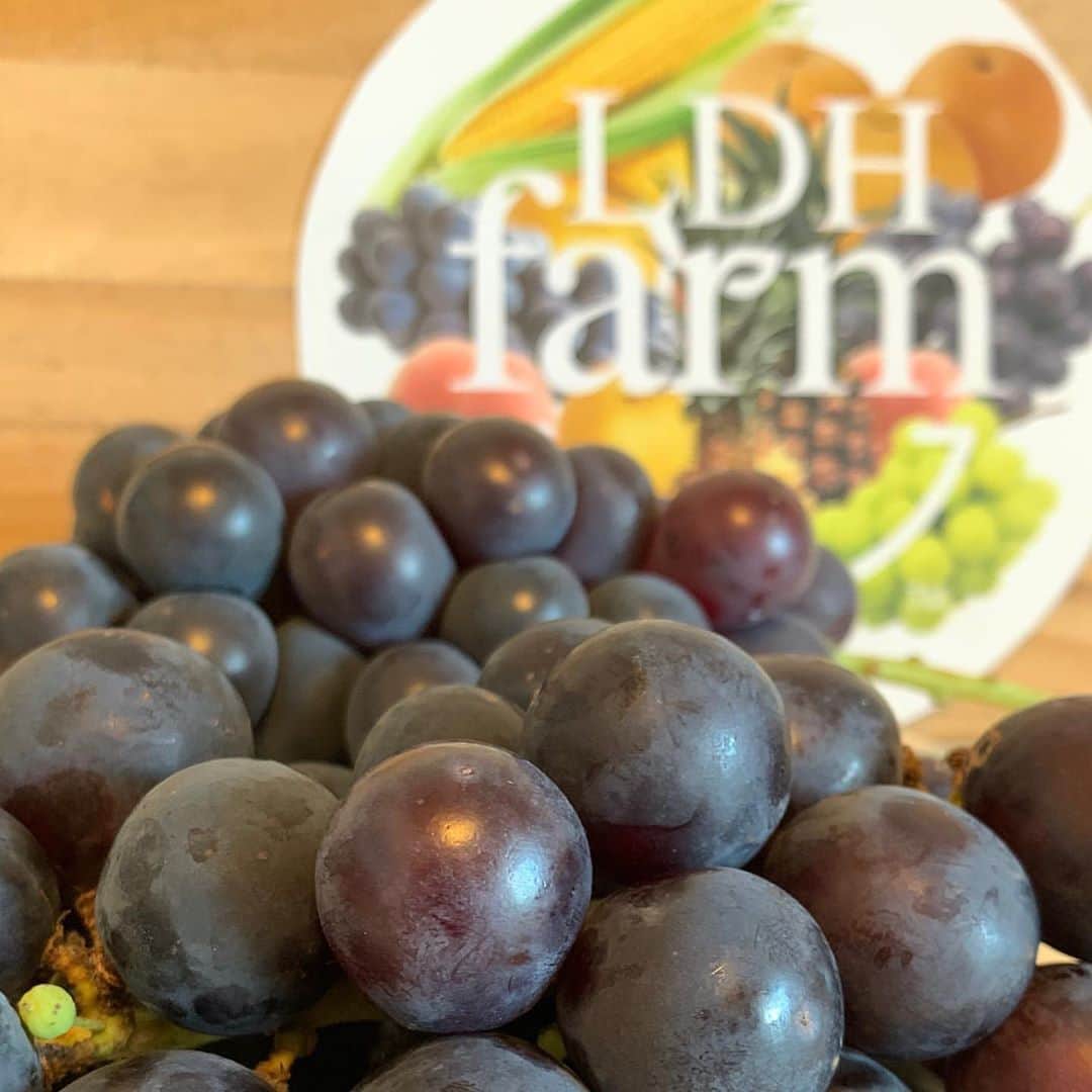 LDH kitchenさんのインスタグラム写真 - (LDH kitchenInstagram)「. @ldhfarm_official  🚛〜LDH farm〜🚛 ・ 《Farmers Market》 ・ 【巨峰の里 牧丘(山梨) 種あり巨峰2kg / 4kg】 ・ 「高原フルーツ農園」がお届けするのは、旬の果物“巨峰”🍇・ 皆さまご存じの巨峰は、種が無くさっぱりとした味わいの印象が強いと思いますが、「高原フルーツ農園」の巨峰は種ありで巨峰本来の味をお届けできるよう栽培しています👩‍🌾・ しっかりとした葡萄の味わいに、甘みも強く感じられ、食べ出したら止まらない😋・ 『巨峰ってこんなに甘いんだー』と食べて笑顔になってしまいます😊 ・ 種無しの巨峰はブドウの赤ちゃんの時に房ごとホルモン剤に浸し育成を調整することにより種が抜け丸々とした粒が出来ます。・ 種有りの巨峰は自然本来の土,根,葉の力で生育する為、味に深いコクがあり糖度がのった黒々とした粒が出来ます✨・ その『コク』と糖度にこだわり、食べ物本来の味をお届けしたいという想いで日々奮闘し栽培しています👨‍🌾・ 最近ではホルモン剤を使用する種無し栽培が主流で、種有りは『稀少な存在価値』となっています🥺・ ぜひ、この機会に「巨峰の里 牧丘 」の元祖 種有り巨峰の味をご賞味ください😋 ・ ・ LDH farmでは、全国の素晴らしい生産者との取り組みとして、産地直送の農産物を販売しております。・ ・ 注文方法や詳細は、LDH farmのホームページより、ご確認ください。 ・ ・ 【商品詳細】・ ① 巨峰の里 牧丘　種あり巨峰2kg：4房～5房・ 6,935円(税込7,490円) ・ ② 巨峰の里 牧丘　種あり巨峰 4kg：8房～10房 12,500円(税込13,500円) ・ 【送料】・ 送料無料🚛 ・ 【生産地】・ 山梨県山梨市牧丘町 ・ 【収穫/発送時期の目安】・ 出荷可能時期は9/1～9/下旬となります。 ・ ■ご注文：LDH farm（https://www.ldhfarm.co.jp/product/） ・ __🍇🍇🍇🍇🍇🍇🍇__ ・ @ldhfarm_official ・ のプロフィールURLからご購入いただけます🤗 ____________________________________ #LDHfarm #FarmersMarket #eatveggies #おうち時間 #LDHJAPAN #LDHkitchen #高原フルーツ農園 #山梨県 #山梨市 #牧丘町 #巨峰の里 #旬の果物 #巨峰」9月6日 12時03分 - ldhkitchen_official