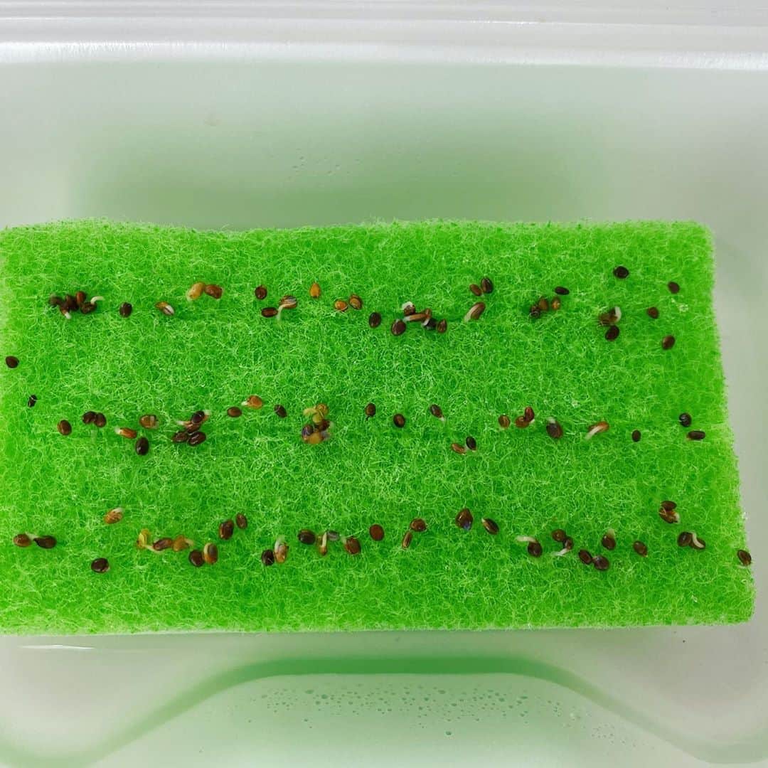 望月理恵さんのインスタグラム写真 - (望月理恵Instagram)「スポンジ栽培 たくさん芽が出てきました☺️  台所スポンジに水を含ませ 種を撒いただけです。 #ルッコラのスプラウト #もう少し伸びたら食べよう」9月6日 12時34分 - mochiee28
