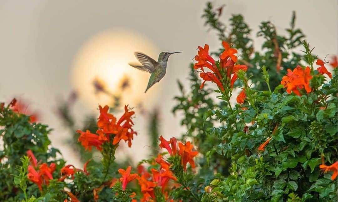 Tim Lamanさんのインスタグラム写真 - (Tim LamanInstagram)「Photos by @TimLaman.  Here are a few of my favorite images for putting on the wall that are on sale now in my www.timlamanfineart.com print store.  1) Hummingbird and Moon, California, 2) Baobab Sunrise, Tanzania, 3) Red Bird-of-Paradise at Sunrise, Papua, Indonesia.  See the full selection in my gallery at link in Bio.  50% of all BoP print proceeds goes to help the people in Papua.  See details in previous posts @TimLaman. #hummingbird #california #baobab #tanzania #birdsofparadise #Indonesia」9月6日 4時53分 - timlaman