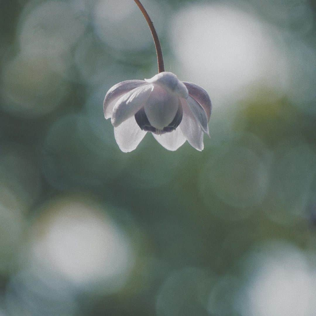 naorinmoonさんのインスタグラム写真 - (naorinmoonInstagram)「遅れて咲いた﻿ ﻿ ﻿ ﻿ ﻿ ﻿ ﻿ ﻿ #レンゲショウマ　#蓮華升麻﻿ #ig_hokkaido #instagramjapan #ig_japan_ #indies_gram #ifyouleave #as_archive #still_life_nature #vscocam #still_life_mood #reco_ig #nature_brilliance #tv_flowers #ig_eternity #moody_nature #dof_brilliance #heart_imprint #bokeh_bliss #infinity_softly #thehub_macro #helios44 #helios44_love #オールドレンズの世界」9月6日 4時56分 - naorinmoon