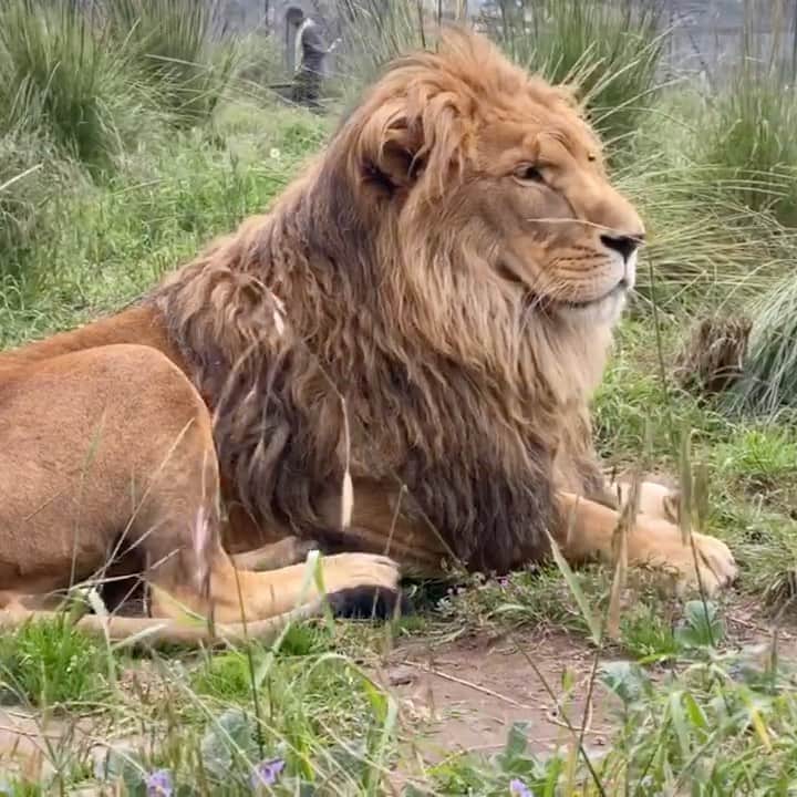 Black Jaguar-White Tiger のインスタグラム