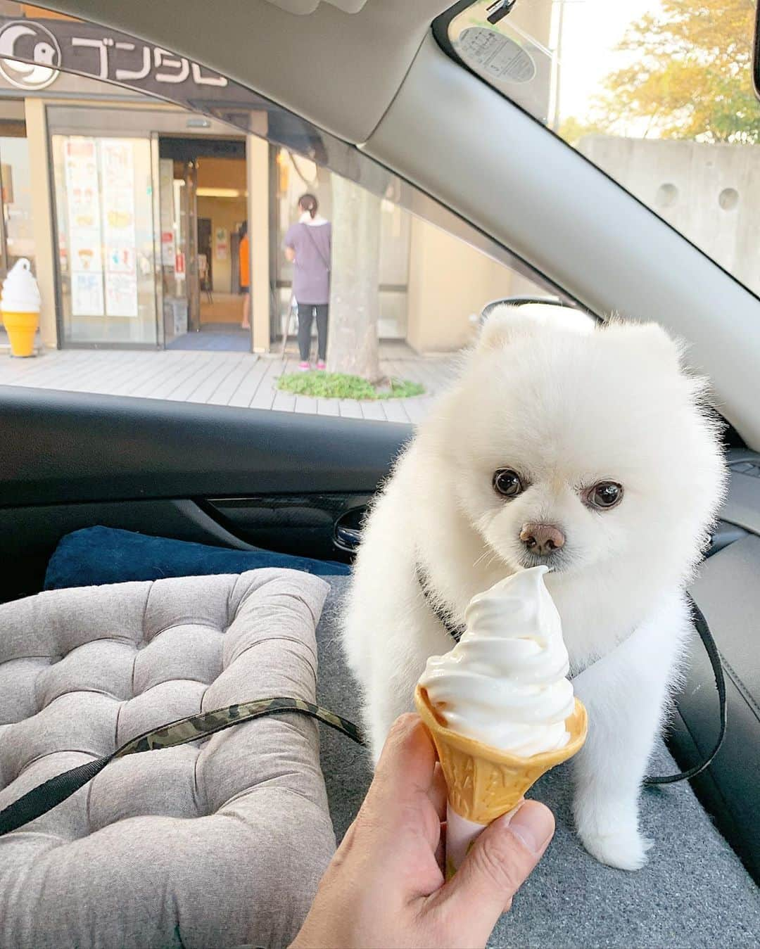 ニコちゃんさんのインスタグラム写真 - (ニコちゃんInstagram)「ボーナスステージやっほい🍦🐶💕 #ボーナスステージ #ソフトクリーム #ゴンタロー #ポメリズム #ポメラニアン #白ポメ #pomeranian」9月6日 5時32分 - nico_susukita