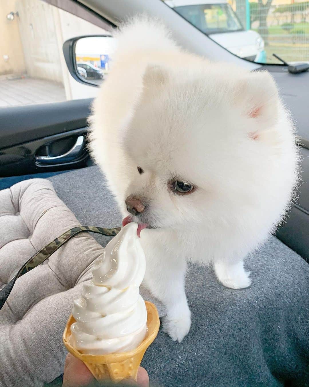 ニコちゃんのグルメインスタ