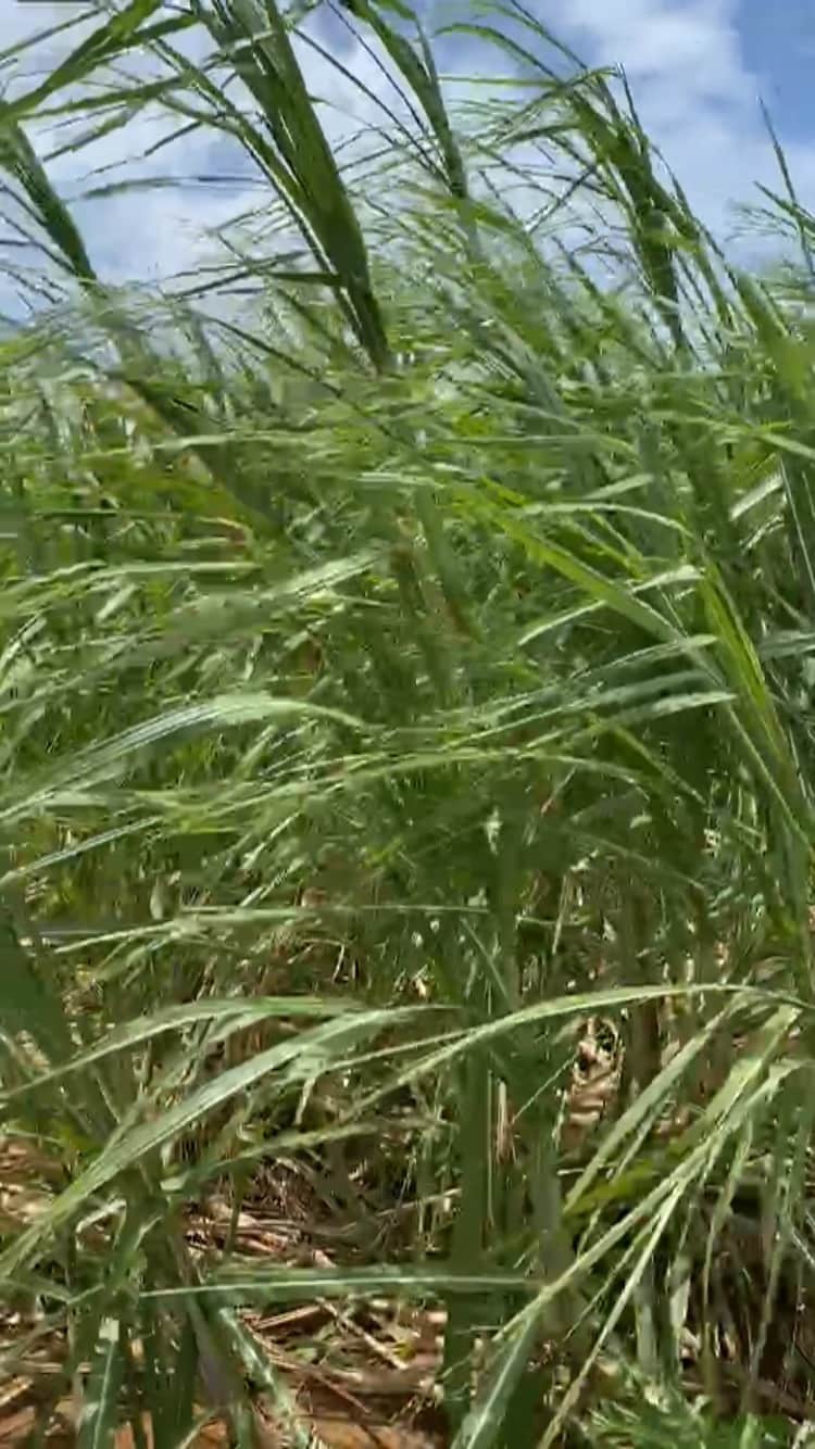 のインスタグラム：「Suger cane Miyakojima  #sugercane #さとうきび畑 #okinawa #miyakojima #surftrip #surfinglife #island #tropicalis」