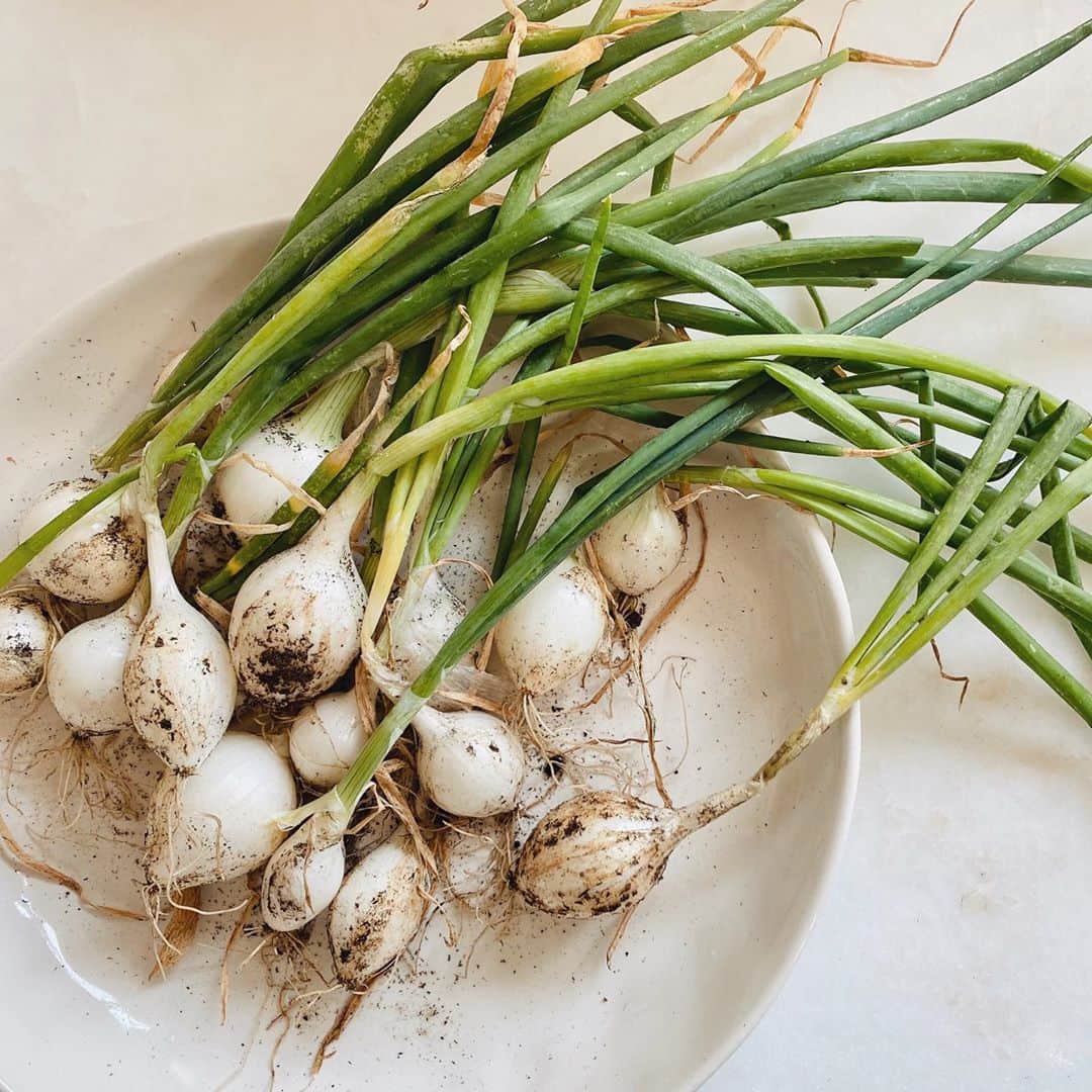 ローレン・コンラッドのインスタグラム：「Pulled up all the onions in the garden to make room for some new plants. Any favorite recipes? I was thinking of just throwing them on the grill with olive oil and sea salt...🧅」