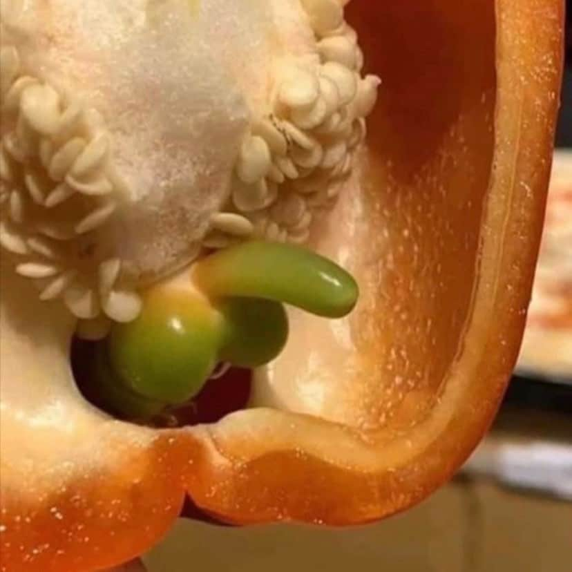 uglyfruitandvegのインスタグラム：「‪When Your Pepper Makes A President Jealous! 🤣 Pic by @littlemissjayd #TrumpIsALoser ‬」