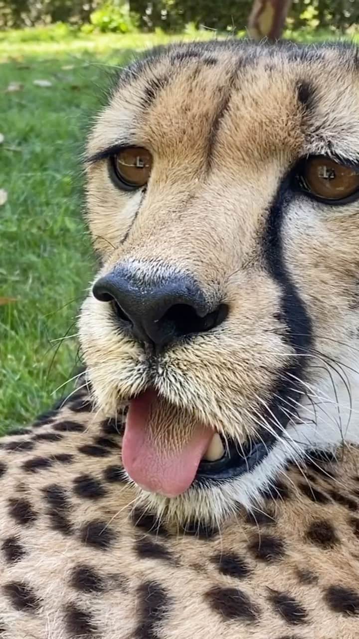 のインスタグラム：「Sound on for the purrrfect #Caturday pick-me-up. #cheetahs #sandiegozoo」