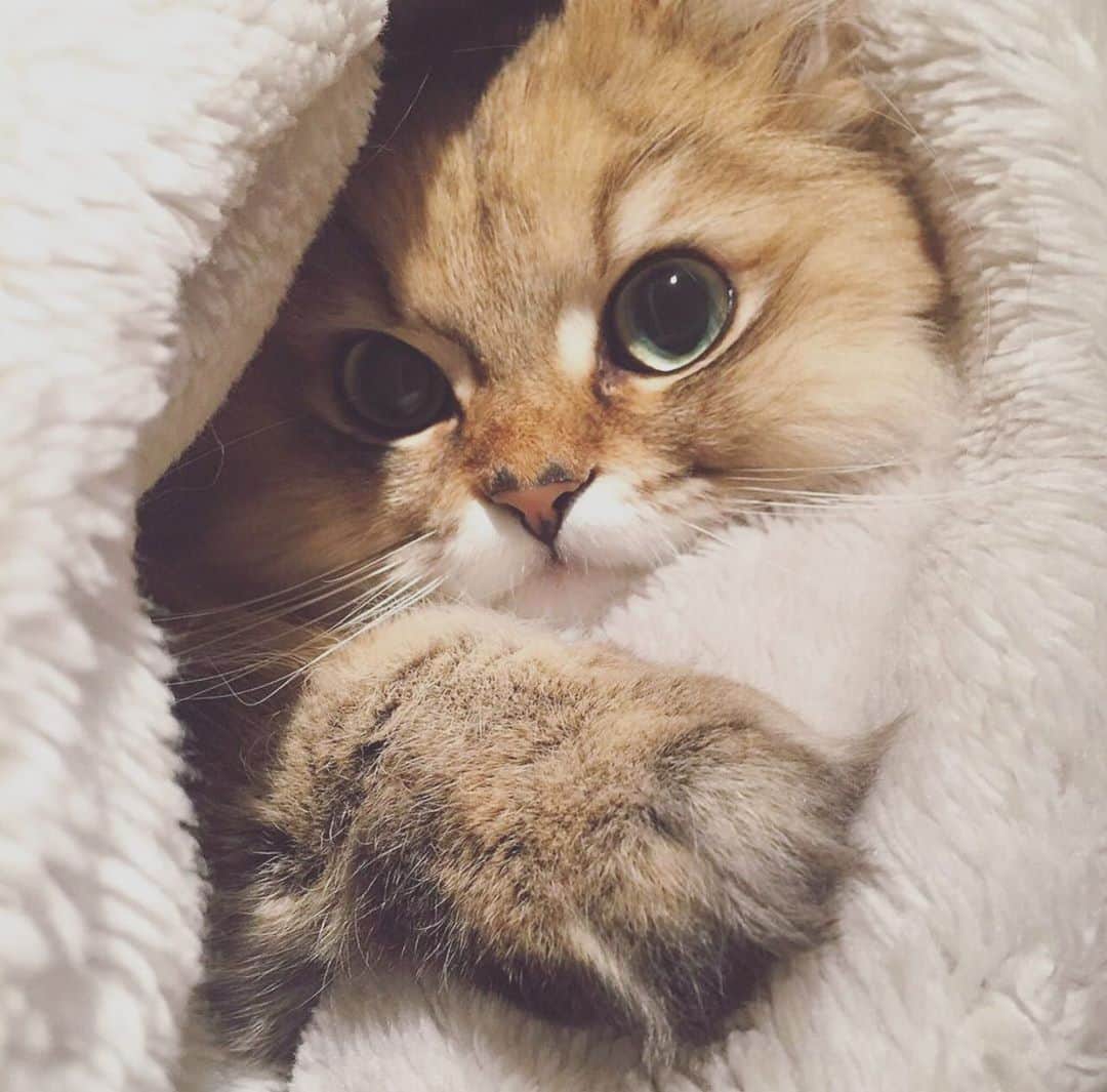 にこさんのインスタグラム写真 - (にこInstagram)「Throw back to March 14,2017 3年半前のニコ♡♡  #👀 #ねこ #ハミ毛 #だいすきだよ #fluffy #cute #cat #throwback」9月6日 13時10分 - nikon.neko.official