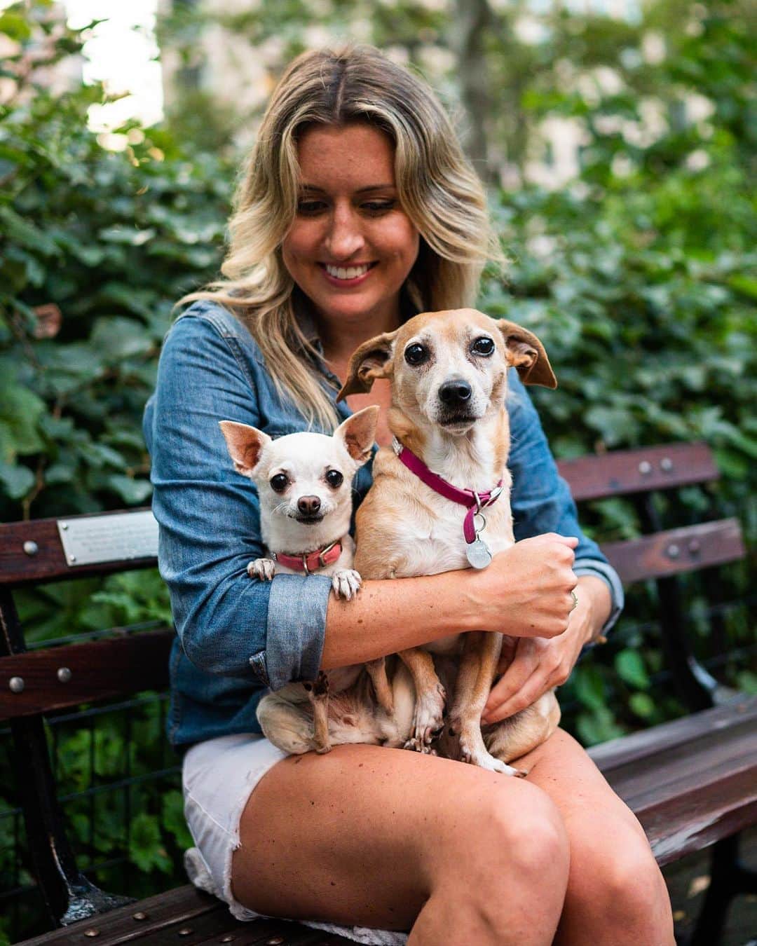 The Dogistさんのインスタグラム写真 - (The DogistInstagram)「Abby & Leila, Chihuahua & Chiweenie (9 & 10 y/o), Madison Square Park, New York, NY • “I was volunteering at the shelter in Tennessee and Leila came in in a bird cage. Someone had dumped her in a dog park at six weeks old. Abby is feisty. German shepherds listen to her. I once got a call from my doorman that the dog walker lost my dogs in the middle of the city. I found out that they had run home, stopping traffic on Madison Avenue.”」9月6日 7時56分 - thedogist