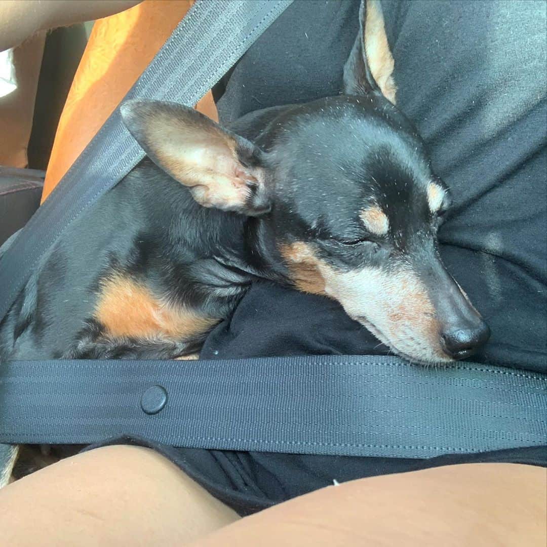 鷲巣綾乃さんのインスタグラム写真 - (鷲巣綾乃Instagram)「. . . . #夏の思い出 #夏キャンプ 🔥 #Camp #犬用ライフジャケット 装着して 一緒に川入った最高〜❤️❤️ . . .」9月6日 8時15分 - ayano_wsz