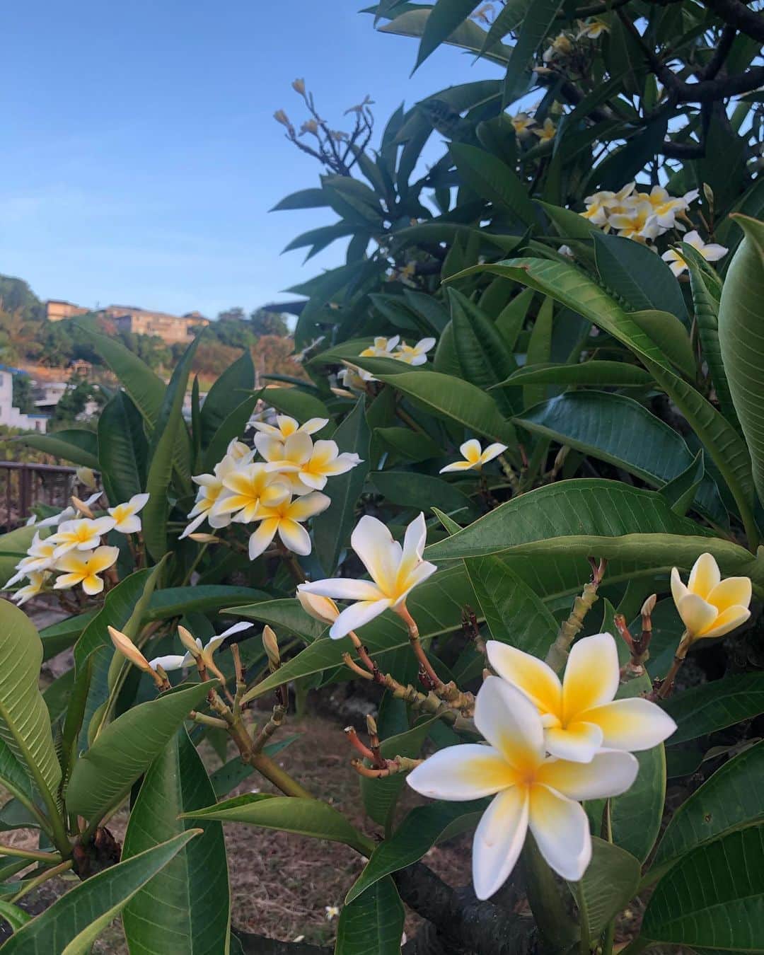 Honolulu Myohoji Missionさんのインスタグラム写真 - (Honolulu Myohoji MissionInstagram)「🌺 Taking care of the sense is a key factor in enjoying vibrant health! A good sense of smell means you can save another layer of nature’s beauty. Tired of being at home? Try to look for something nice to smell - could be something that you bake, some flowers in your little garden, or probably the smell of your adorable pets. Every little things can support your wellbeing!  * * * * #ハワイ #ハワイ好きな人と繋がりたい  #ハワイだいすき #ハワイ好き #ハワイに恋して #ハワイ大好き #ハワイ生活 #ハワイ行きたい #ハワイ暮らし #オアフ島 #ホノルル妙法寺 #HawaiianAirlines #ハワイアン航空 #思い出　#honolulumyohoji #honolulumyohojimission #御朱印女子 #開運 #穴場 #パワースポット #hawaii #hawaiilife #hawaiian #luckywelivehawaii #hawaiiliving #hawaiistyle #hawaiivacation」9月6日 8時37分 - honolulumyohoji