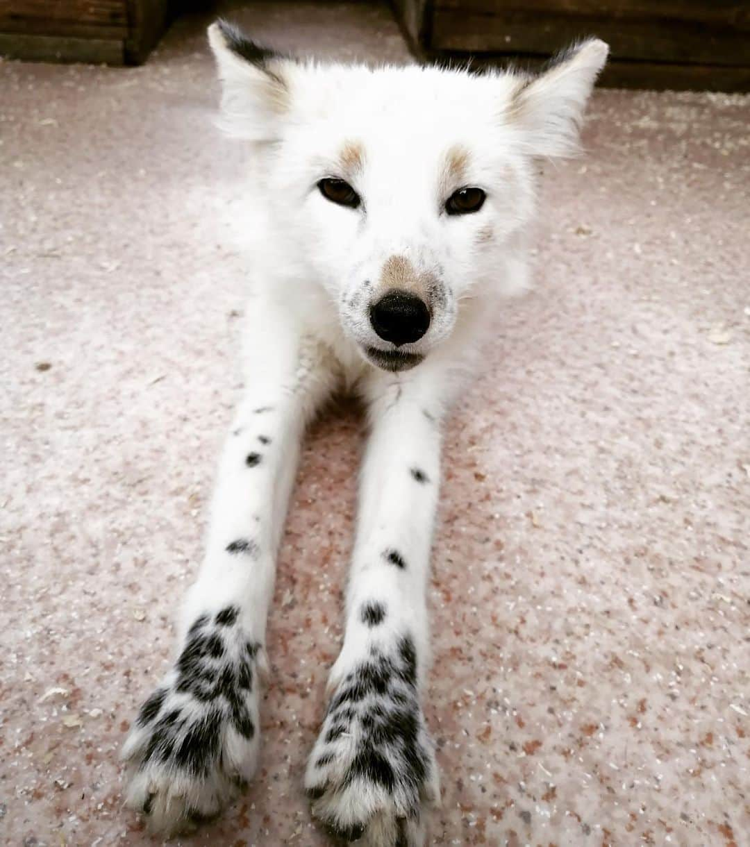 Rylaiさんのインスタグラム写真 - (RylaiInstagram)「Hi friends!!!!  . It’s me.... one of Panda’s Pals! I am a Red Georgian White color, Like Maksa!! See my freckles on my feetsies.  Seriously, could I be more adorable? Well, there are 9 of us here hanging out... getting to know each other. They say we are going to America, but maybe not all of us.  I don’t want to be left behind, I don’t want to be away from my friends!!! That would make me so super sad.  I want to be loved by all of you and meet many of you, and be able to go to schools and teach children how amazing we are, and play with Maksa, Mikhail, and Viktor. I want to be the voice for my captive bred friends....  . Please don’t leave me behind!  . I heard we raised another $500 today by a very generous donor and $1000 yesterday from the adorable photoshoot with those amazing girls. Thank you, but we need about $4500 more to meet our goal.  . Any ideas? Maybe another cookie fundraiser? How about purchasing one of the foxy planters?  . So many of you have helped and have supported our Russian pals and the US fur farm pals. We thank you so very much!!  . I don’t have a name... will you help bring me to the center so I can have a name? . . Fox Planter Fundraiser: https://www.siberiancupcakes.com/merchandise/foxplanters . Donate platform:  https://donorbox.org/help-us-save-foxes-the-panda-her-pals-project . . . #ppp #georgianred #redgeorgianwhitefox #russiandomesticatedfoxes #togetherwecansavethem #withlove #fromrussiawithlove #fundraising #savefpxes #foxes #foxy #redfoxes #furfree #sandiego #southernutah #freckles #savethebabies #fromrussia #russian #foxesofig #foxesofinstagram #belyaevfoxes #instagood #instadaily」9月6日 9時30分 - jabcecc