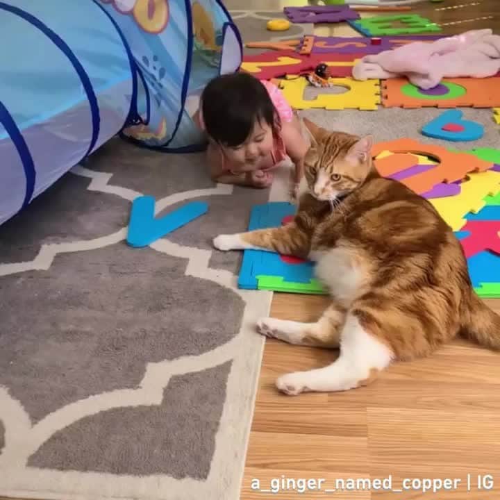 のインスタグラム：「Don't pull my fur you lil monster 😾⠀ ⠀ 📹 @a_ginger_named_copper⠀ ⠀ #meowed #themeowedclub」