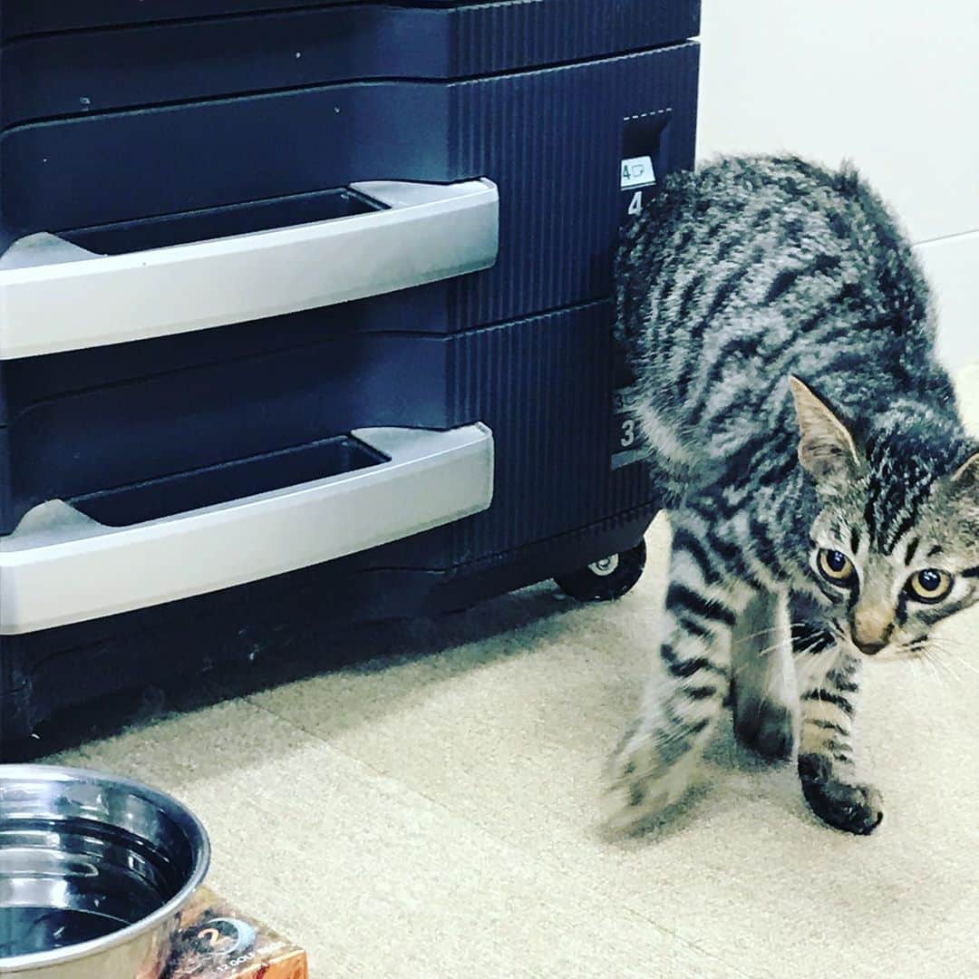 tokuさんのインスタグラム写真 - (tokuInstagram)「母が実家前のゴミステーションから保護した猫。 獣医にみせて状態チェック。 生後二ヶ月半くらいの♂だそうで。 どうしよ。」9月6日 10時06分 - toku_grnd