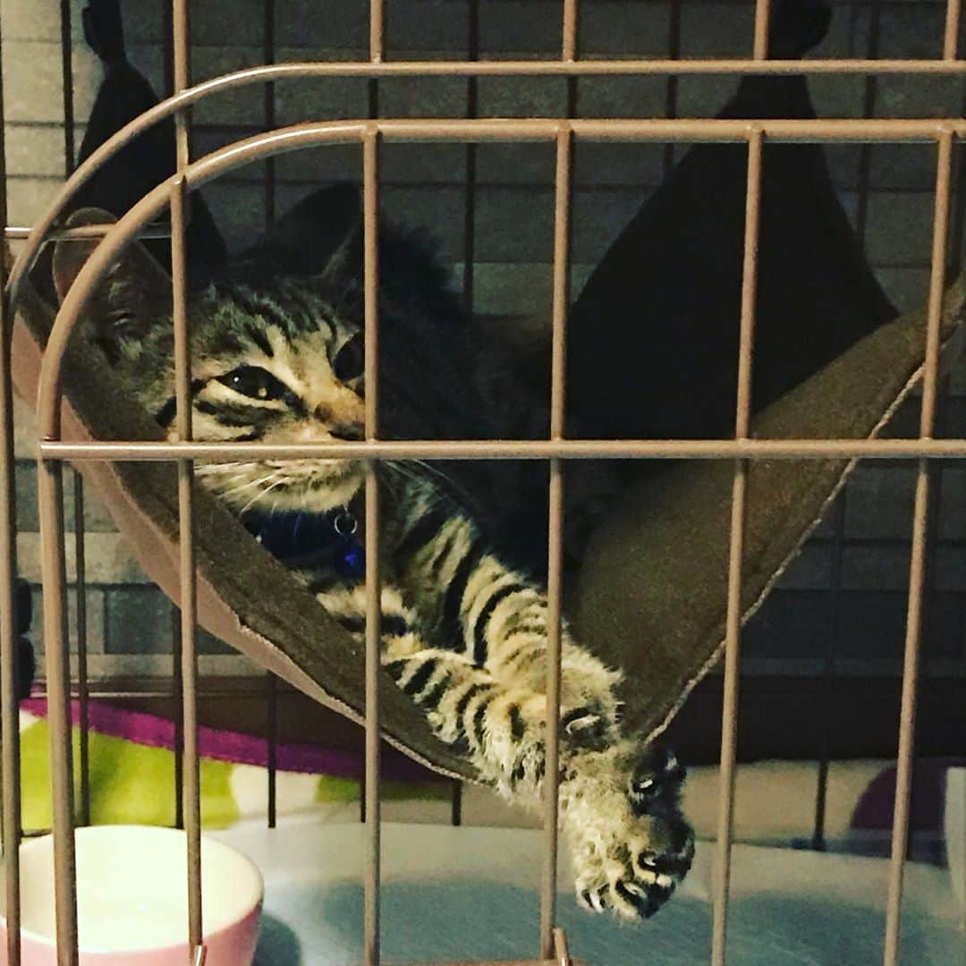 tokuのインスタグラム：「母が実家前のゴミステーションから保護した猫。 獣医にみせて状態チェック。 生後二ヶ月半くらいの♂だそうで。 どうしよ。」