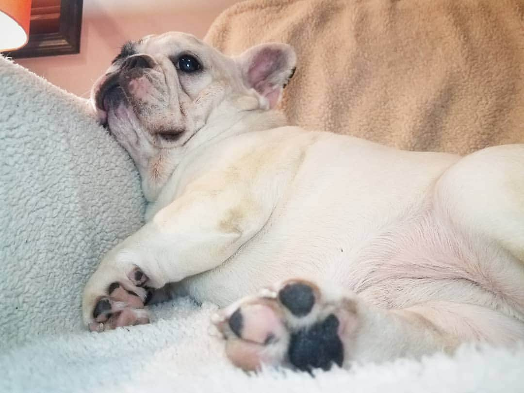 Manny The Frenchieさんのインスタグラム写真 - (Manny The FrenchieInstagram)「Trying not to fall asleep 5mins into the movie I made everyone watch! 😂」9月6日 10時42分 - manny_the_frenchie