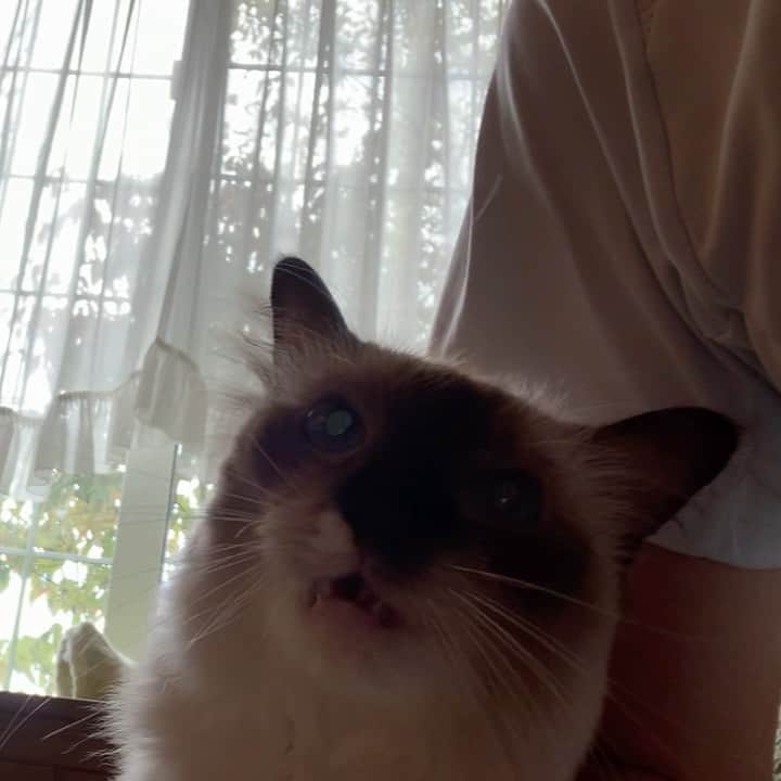 takegaeruのインスタグラム：「朝から甘えん坊ちゃんモード カワイイ😽❤️  #cat #猫 #ragdoll #ラグドール #ホワイトポッチーズ」