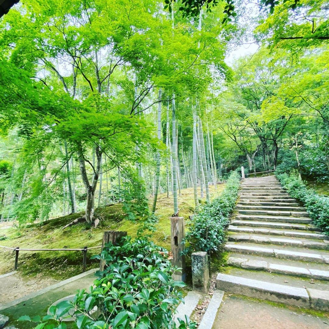 出原大樹さんのインスタグラム写真 - (出原大樹Instagram)「開門待ちで常寂光寺。もちろん誰も待ってない。 京都に住む特権。  紅葉の名所で、この9月に入っても青紅葉が鮮やかに生え、心が和む。  境内は緑陰に癒されるまた秋に訪れたい名刹です。   #常寂光寺 #京都」9月6日 10時43分 - hiroki_izuhara