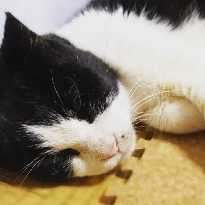 MAKO0MAKO0のインスタグラム：「Zzz🐈 #cat #genki #sleepingcat #catcats #catstgram #mako0mako0 #ねこ　#ねこ動画　#かわいい猫　#元気君　#20歳猫だもの #まこまこ　#猫のいるくらし #猫の動画 #ねこちゃん」