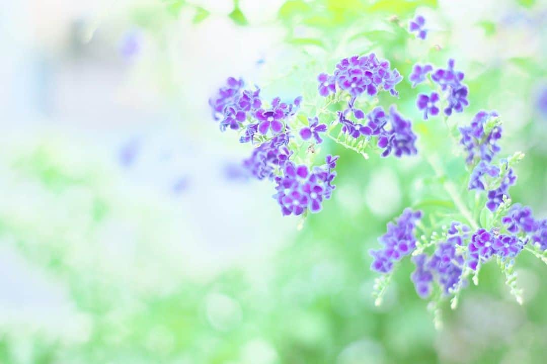 kiccyomuのインスタグラム：「☁️☔️ 2020.09.06 Sun 最近、巷で見かける紫の花… 色も花びらもかわゆい😊 #デュランタ #心に花を  こちらは、時々雨☔️だけど… 九州方面🌬 台風💨 大きな被害になりませんように🙏 日曜日…今日も元気に🤗  location #東京 📷撮影 2020年09月5日  #オールドレンズ 📷 #Minolta」