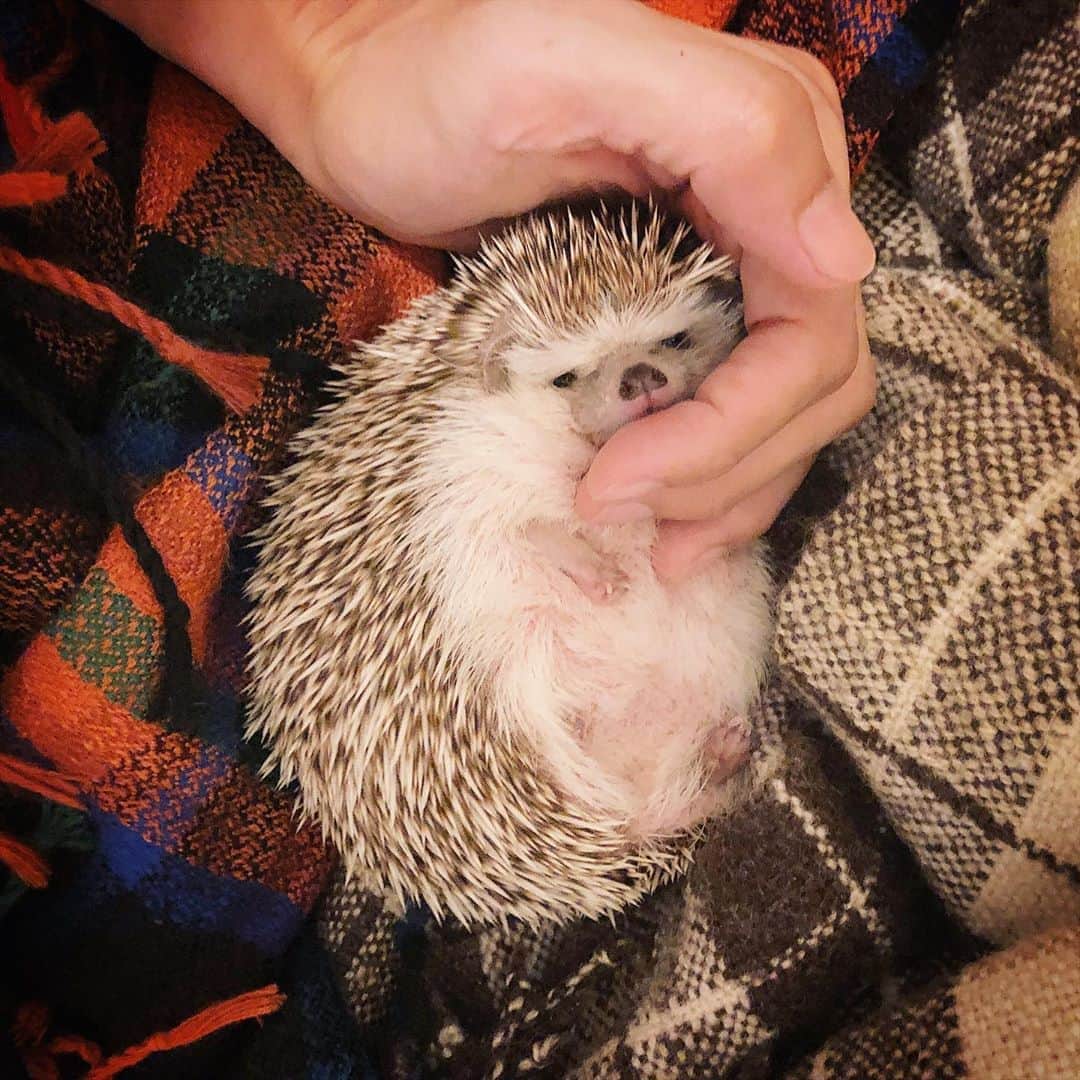 あずきのインスタグラム