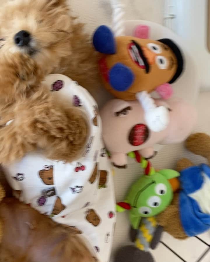 原田怜奈のインスタグラム：「maron🐶9月3日で3ヵ月🎂❤︎ maronが家に来てくれて 私も私の家族もみんな 幸せになりました😍❣️ もうすぐ、最後のワクチン打てて そしたらお散歩も トリミングも行けるね❤︎❤︎ 来週は家族とmaron🐶と旅行🥰 もあるから楽しみ🥰❤️ maronこれからも 宜しくね😘😘 . . . . #トイプードル　#タイニープードル　#ティーカッププードル　#犬　#プードル」