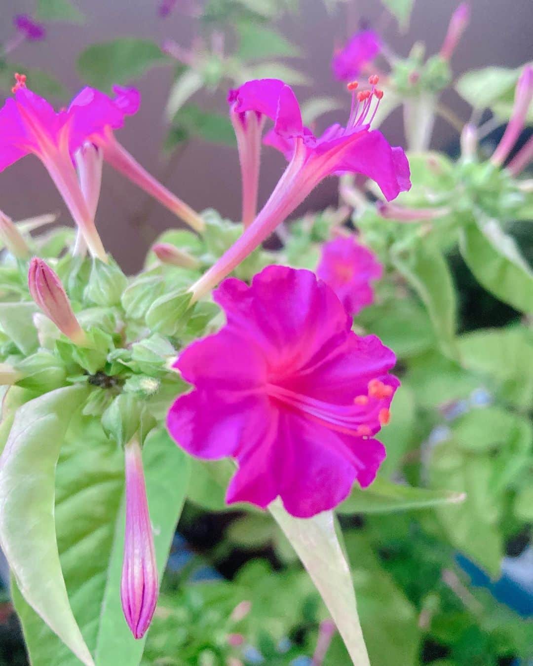 柴真緒のインスタグラム：「・ オシロイバナ お家で育てている植物の一つ。 夕方になると咲き始める。 今日はたくさん咲く日でした。 お花は芳香があっていい匂い。  #水コン #徽音祭 #ミスコン #オシロイバナ」
