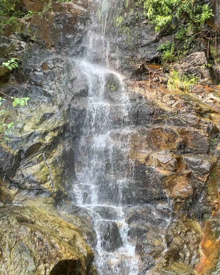 のインスタグラム：「お昼からハイキングに行ってきました🌳🌺👟日本にいる間は山登りはほぼしませんでしたが、香港は街も山も海も距離が近いのですぐ行くことが出来ちゃいます😊美味しい空気と自然を楽しんできました🦋綺麗なお花があったり、巨大な蜂や蝶と出会ったり🐝🌼😄 ・ ・ #hiking #weekend #sunday #hikingday #victoriapeek #victoriapeekhongkong #hongkong #hongkonglife #japanesemodel #nature #flowers #tree #hongkongview #exercise #hongkonglifestyle #enjoylife #hikingphotography #hongkongphoto #waterfall #beautifulview #cityview  #小笠原エリイ #香港生活 #運動は運を動かす  #ハイキング #自然 #空気が美味しい #日曜日」