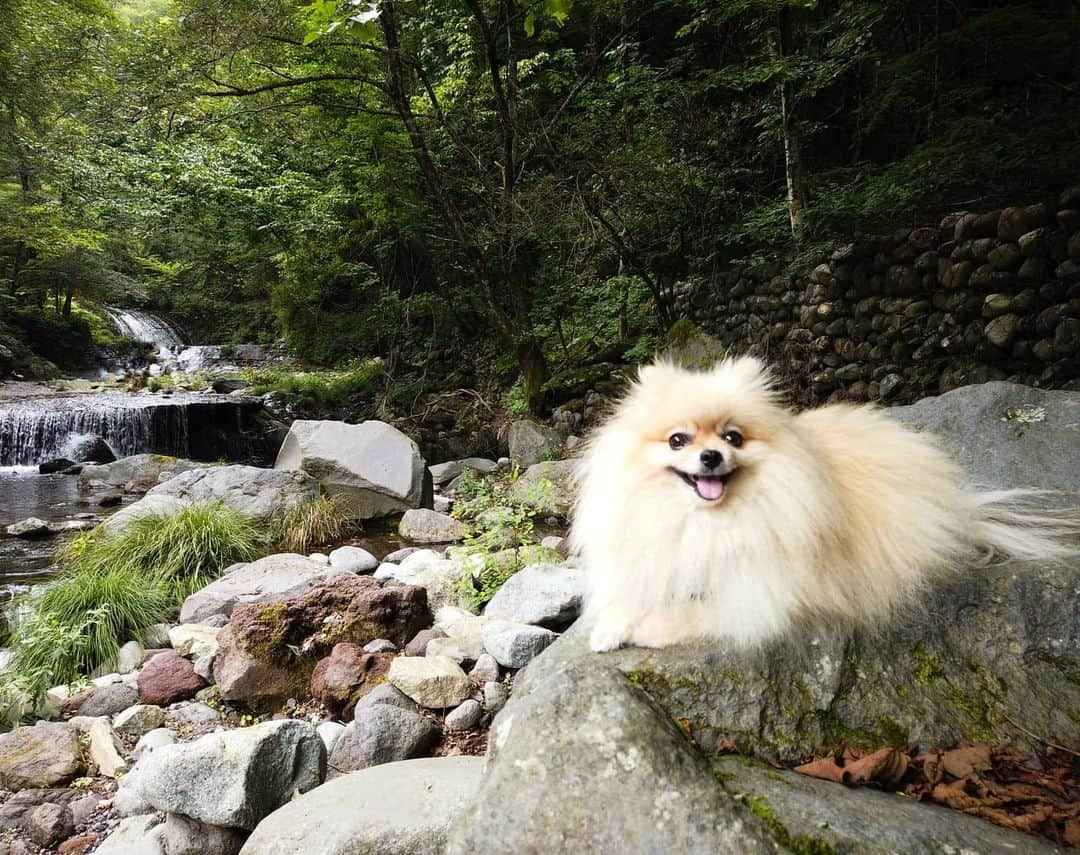 真壁伸弥さんのインスタグラム写真 - (真壁伸弥Instagram)「ポルテの休日  #今日のポルテ #ポルテ✕forest #ポメラニアンが世界一可愛い」9月6日 20時55分 - makaberian5