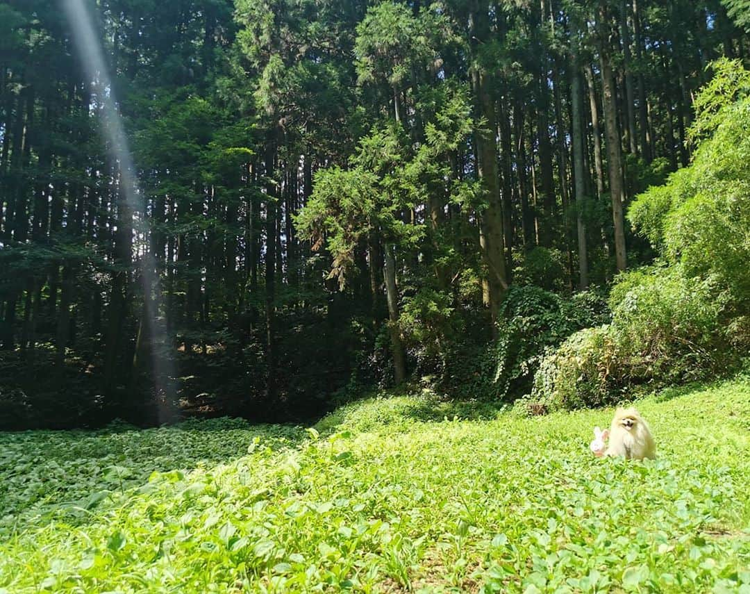 真壁伸弥さんのインスタグラム写真 - (真壁伸弥Instagram)「ポルテの休日  #今日のポルテ #ポルテ✕forest #ポメラニアンが世界一可愛い」9月6日 20時55分 - makaberian5