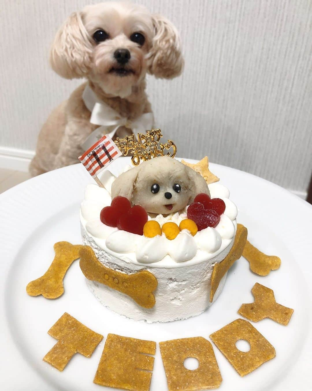 二瓶藍菜さんのインスタグラム写真 - (二瓶藍菜Instagram)「HappyBirthDay Teddy❤︎ 11th 2020.9.1 . . 最近会話が達者👏 感情を全力投球してきます。 とっても賢くなり過ぎて本当犬なの？って思う時あります。 全然高齢で衰えるとかじゃなくて年々成長してる気がする〜🐶💓 お願いだから長生きしてね❤︎ . . #いぬすたぐらむ #チワプー　#11歳　#誕生日　#dogstagram #doglover #doglife #愛犬　#愛娘　#いぬのいる暮らし  #親バカ部 #愛犬家と繋がりたい」9月6日 20時56分 - aina.17