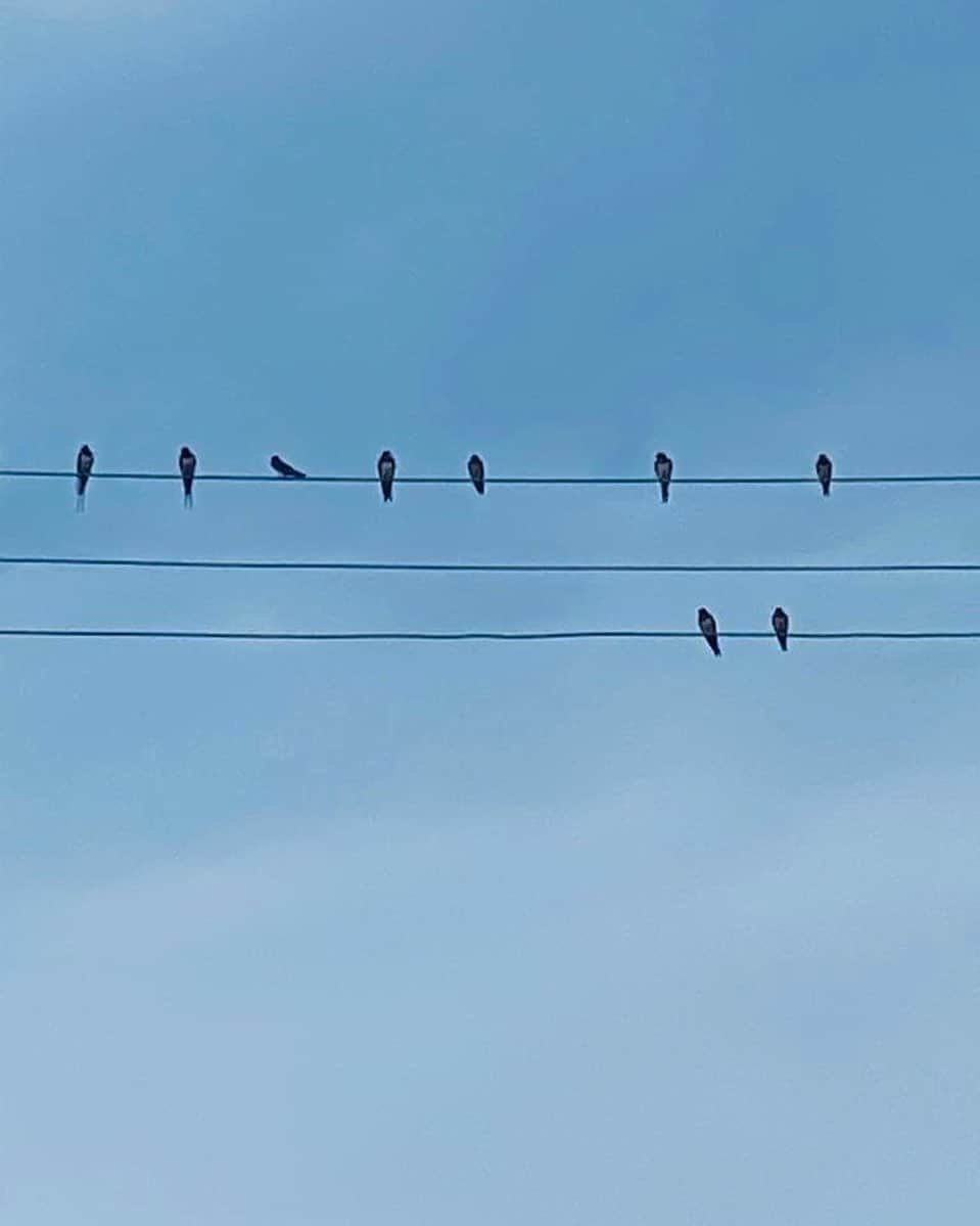 ValGarlandさんのインスタグラム写真 - (ValGarlandInstagram)「Birds on a wire  #HappySunday #InTheGardenWithVal #SwiftBirds #NatureLovers」9月6日 21時02分 - thevalgarland